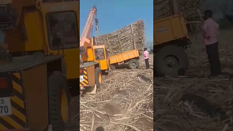 sugarcane farmers #sugarcane #farmers #sharts_video 