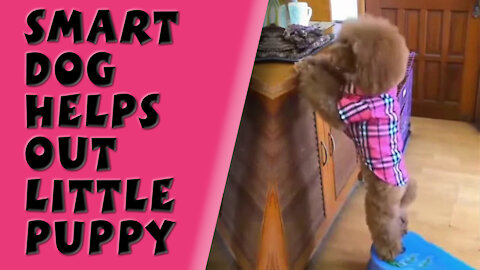 Little Dog grabs Food for Puppy | Smart Dog Helps out Little Puppy