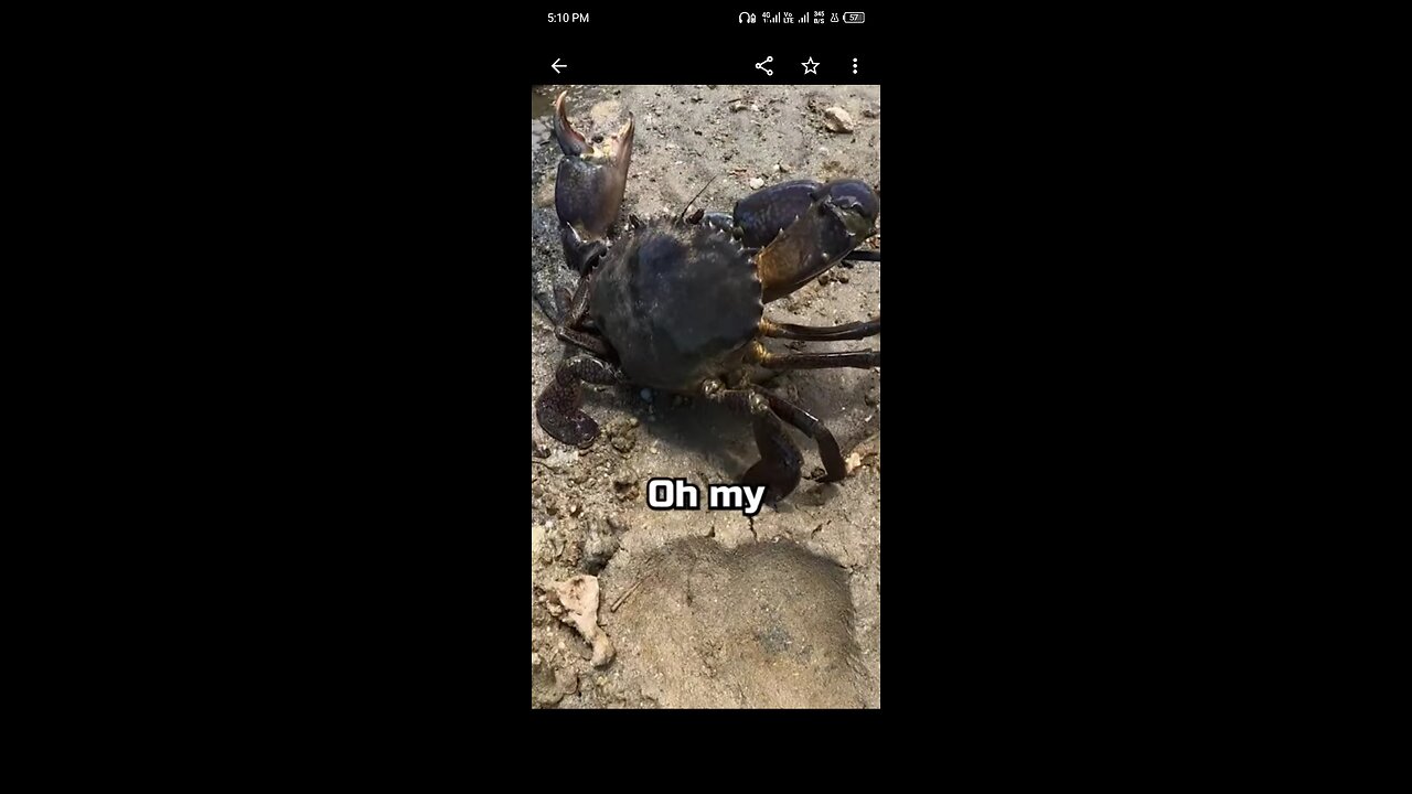 caught a crab in the mud hole.