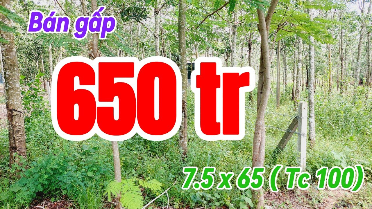 Đất Dầu Tiếng | Ai tài chính yếu thì mua lô này 7.5 x 65 ( tc 100) giá rẽ# 582