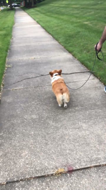 Corgi carries tree branch