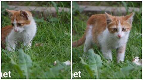 A beautiful two-colored cat 😺