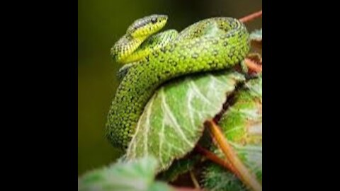 Dangerous snake | cute snake | green snake