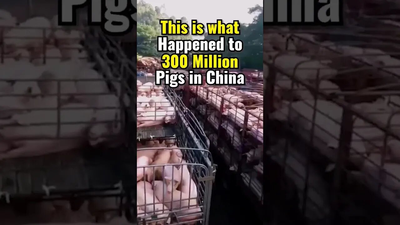 Pigs Buried Alive