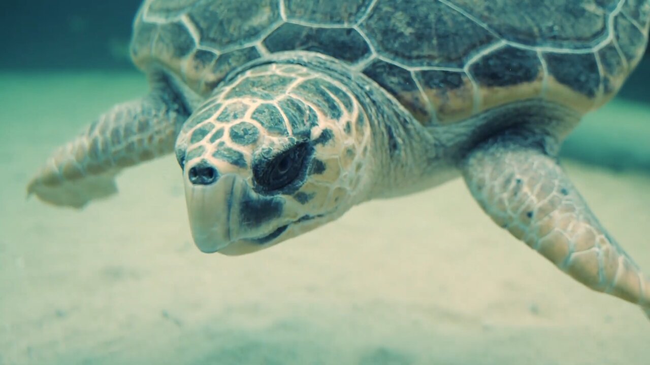 Ocean Wonders: Footage of Diverse, Captivating, and Colorful Marine Life in the Depths of the Ocean