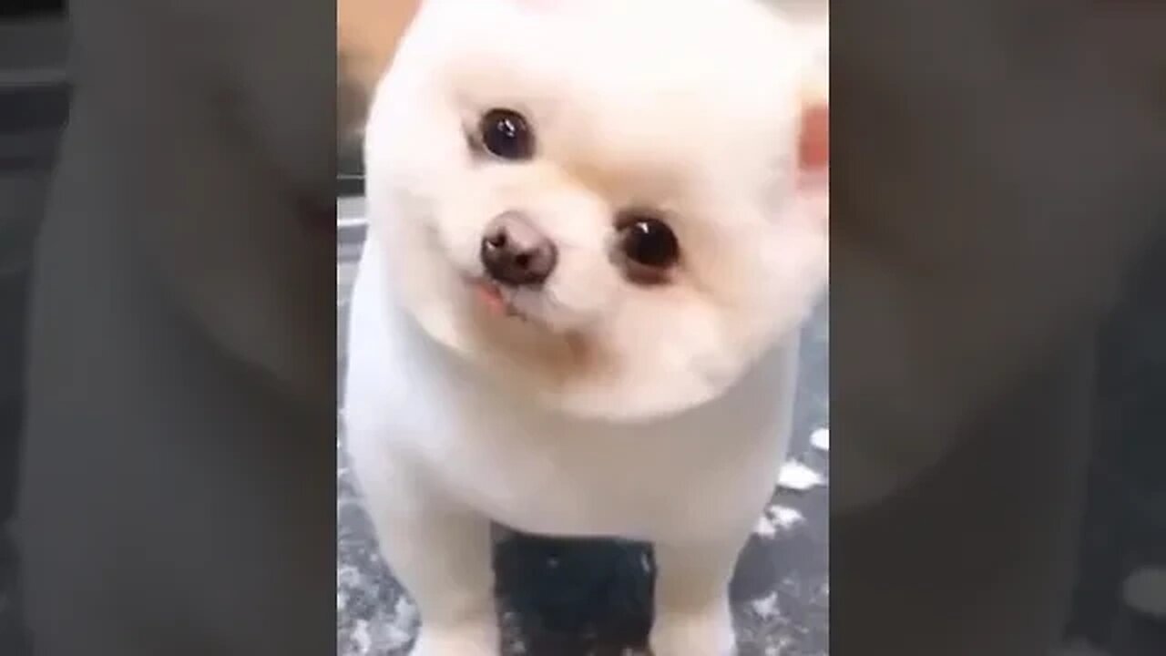 Cute Moment of the Animals #funnyvideo #cuteanimals #ytshorts