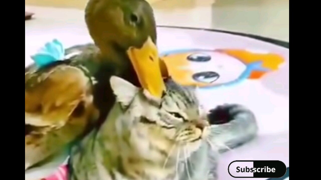 cat vs duckling fight😂 interesting video