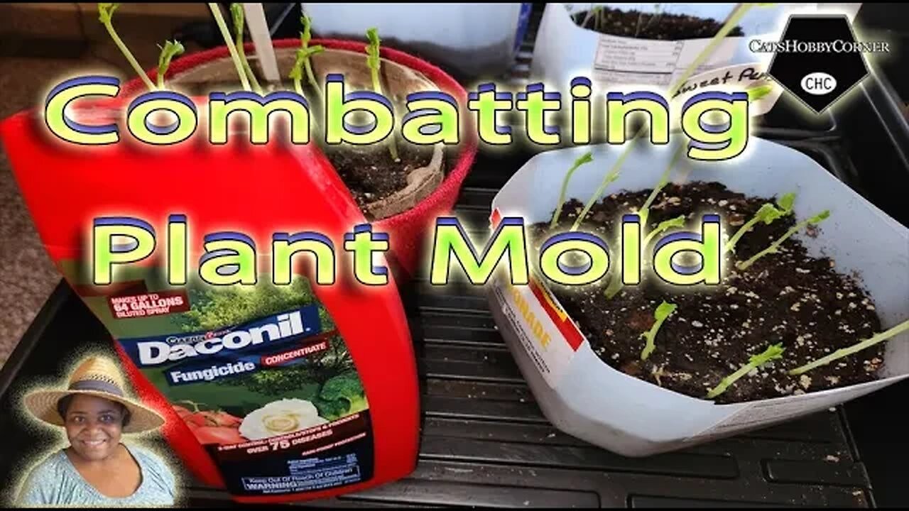 Combatting #Plant #Mold #fungus - #catshobbycorner