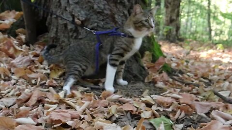 Cat Stopped to Rest under a Tree