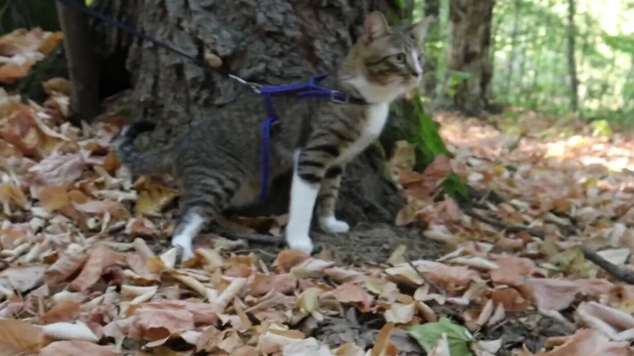 Cat Stopped to Rest under a Tree