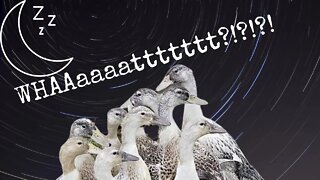 Sassy Ducks Bedtime