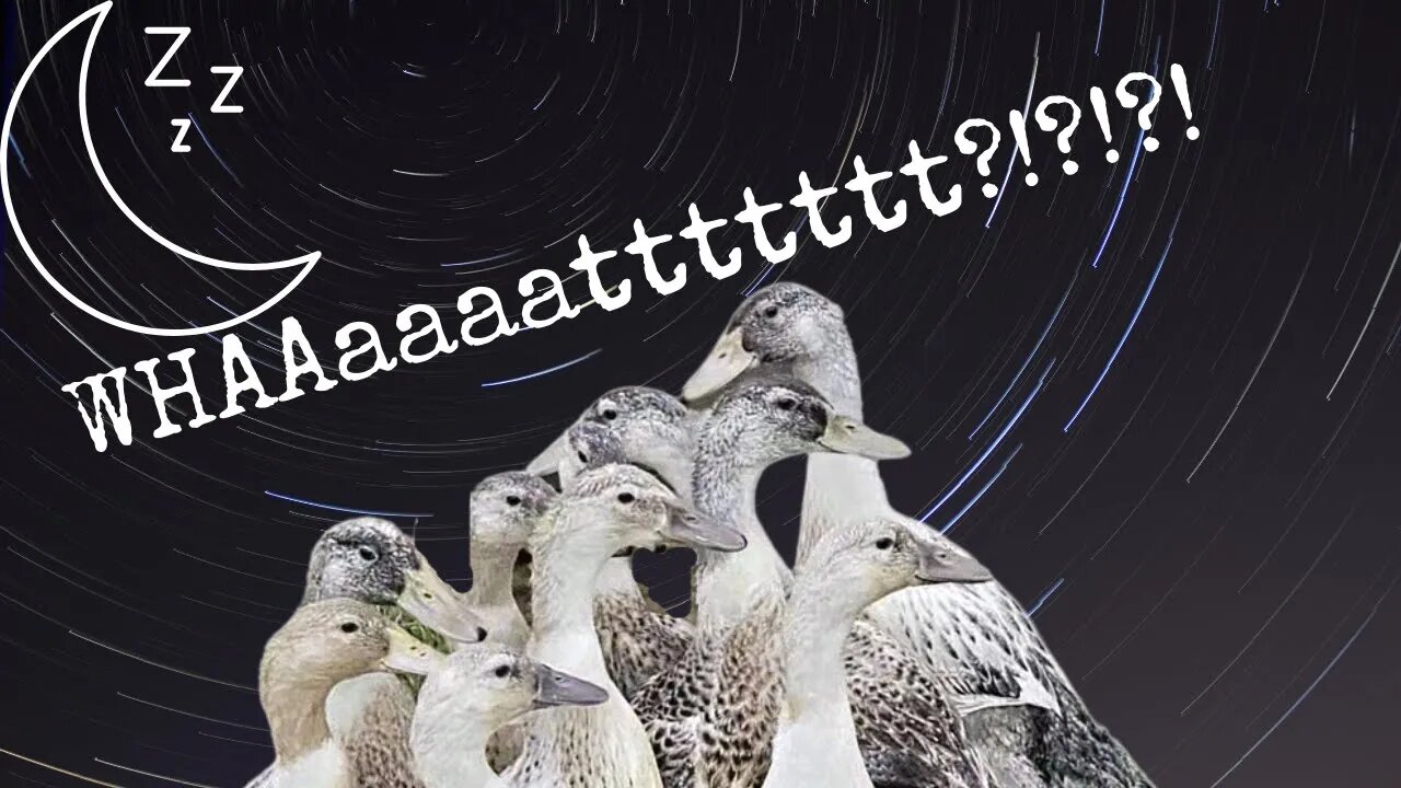 Sassy Ducks Bedtime