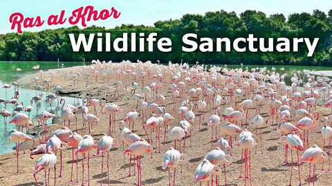 Ras al Khor Wildlife Sanctuary