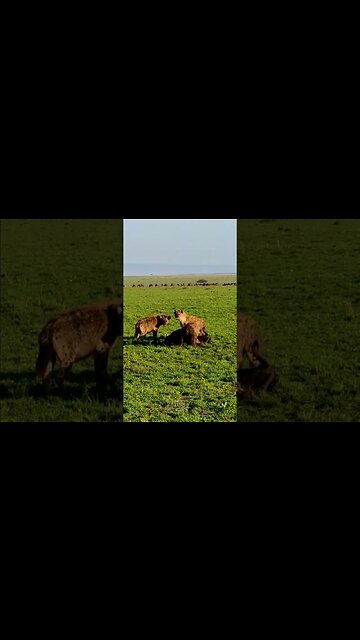 Hyenas Feast On Wildebeest #shorts | #ShortsAfrica
