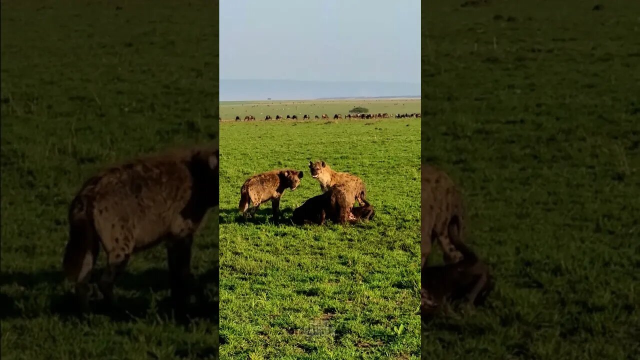 Hyenas Feast On Wildebeest #shorts | #ShortsAfrica