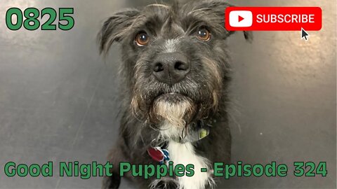 [0825] GOOD NIGHT PUPPIES - EPISODE 324 [#dogs #doggos #doggies #puppies #dogdaycare]