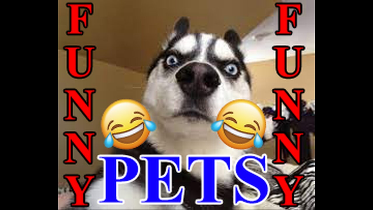 Funny Pet Show