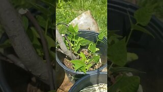 Cross Pollinated Tomatoes? Small Garden Update Popcorn, Beans, Tomatoes #shorts #garden #gardening