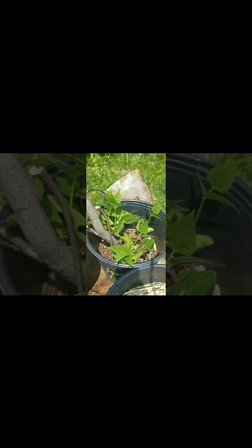 Cross Pollinated Tomatoes? Small Garden Update Popcorn, Beans, Tomatoes #shorts #garden #gardening