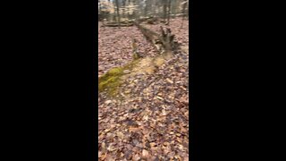 In the woods