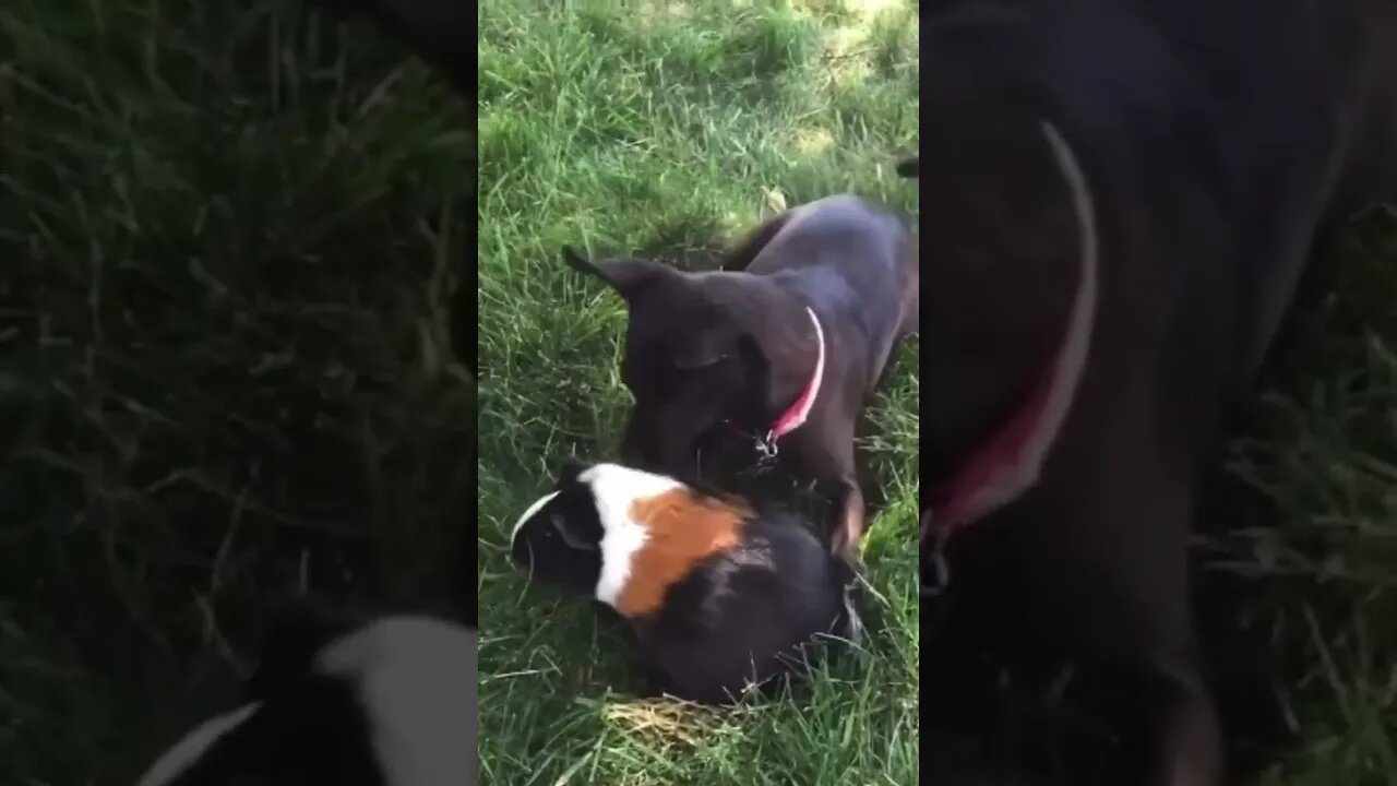 Dog Tries Cleaning Hamster So Cute 🥰