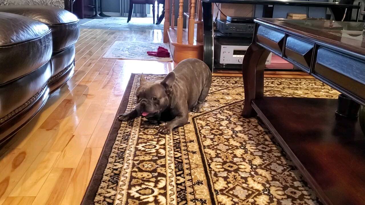 Bulldog got his stance ready for a treat