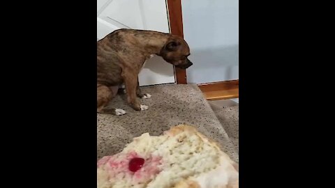 Guilty pup feels bad for eating human food