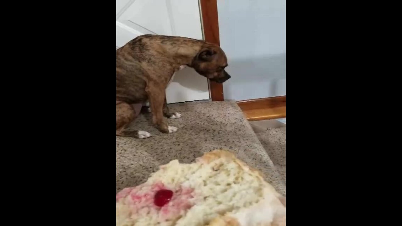 Guilty pup feels bad for eating human food