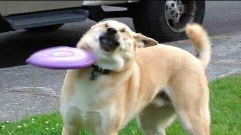 Funny Dogs And Cats Videos 2024 😅 - Best Funniest Animal Videos Of The week