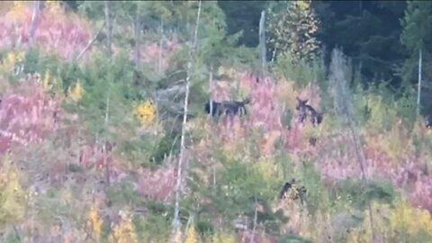 Idaho Moose 338 RUM 260 Hammer Hunter