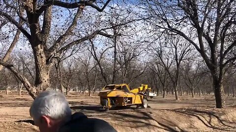 Harvesting pecans