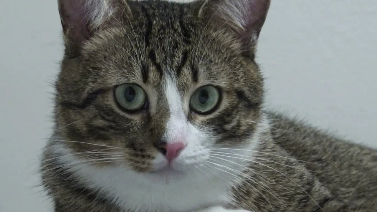 Fluffy Cat Has Round Head