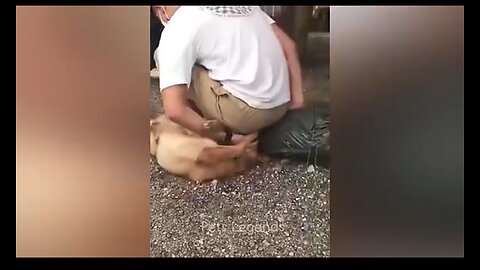 Funniest Animals 2024🤣🤣🤣new Funny Cates and Dogs Videos 🤡😺 part 1.m⁴