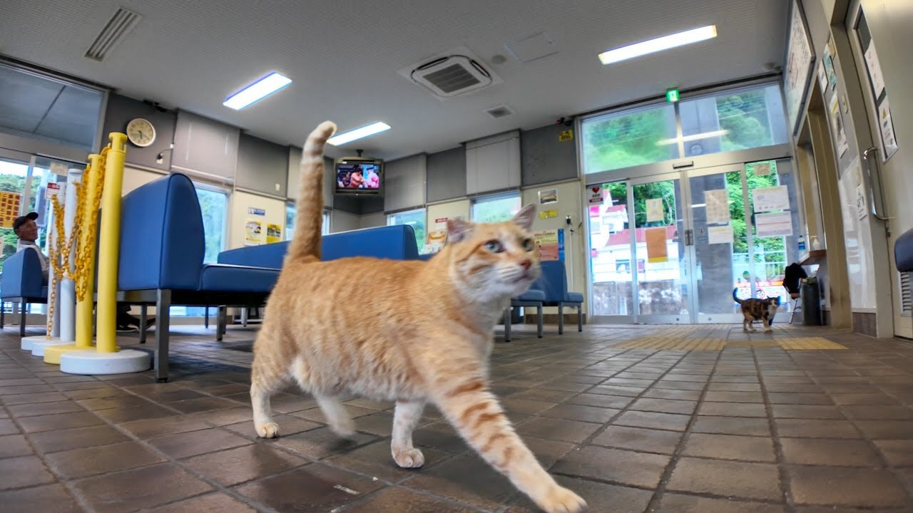 When I go to the ticket booth on a rainy day, no one comes, so a lonely cat comes running up to me.