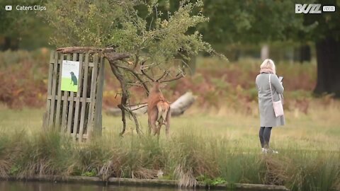 Turisti rischiano la vita per farsi un selfie con un cervo