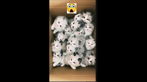 🙀 Cats Doing Cats Thing ]Cats funny videos Compilation 🙀 #cat