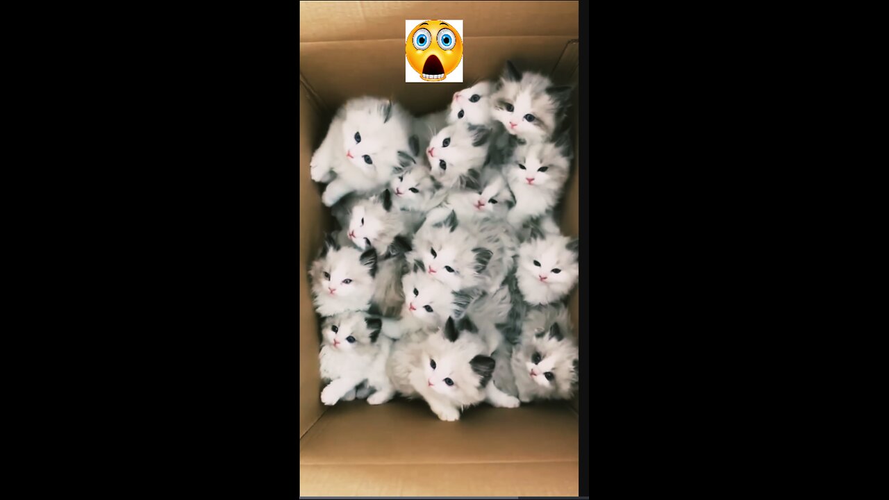 🙀 Cats Doing Cats Thing ]Cats funny videos Compilation 🙀 #cat