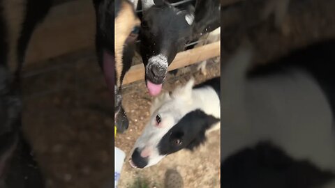 Sweet Summer Farm Days #farmlife #bordercollie #goats #cutegoats