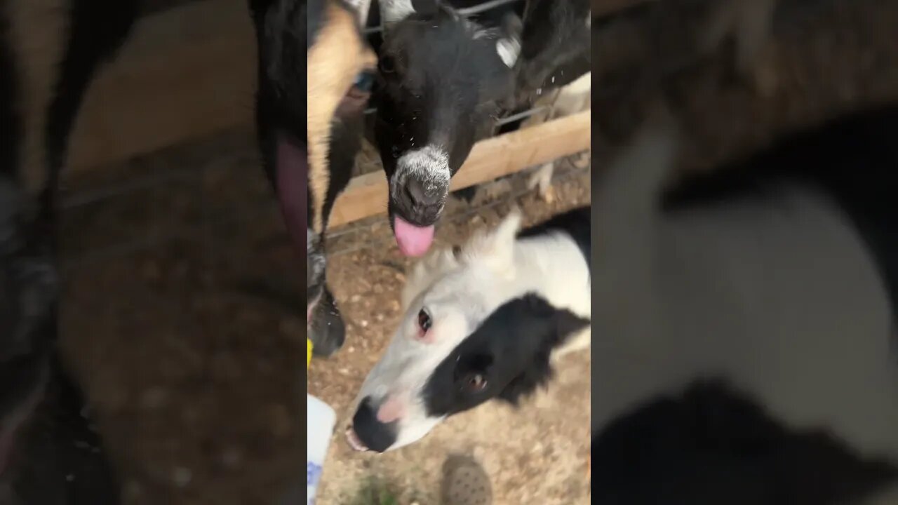 Sweet Summer Farm Days #farmlife #bordercollie #goats #cutegoats