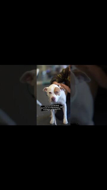 Pitbull learning a new way at the K9 Behavioral Center. #dogtraining #dog