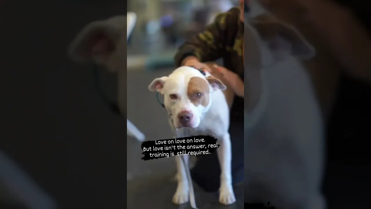 Pitbull learning a new way at the K9 Behavioral Center. #dogtraining #dog