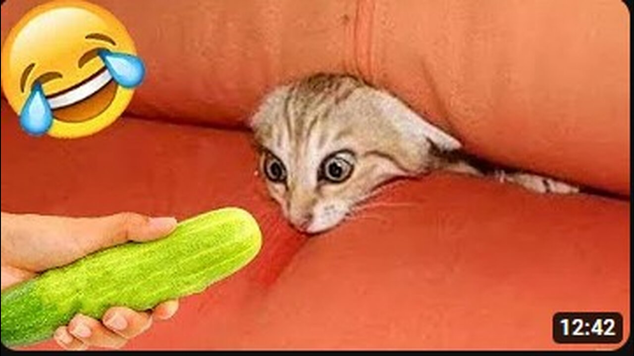 Best Funny Animal Videos Of The 2023 🤣 - Funniest Cats And Dogs Videos 😺😍😂🐶 Funny cat & dog videos 😍