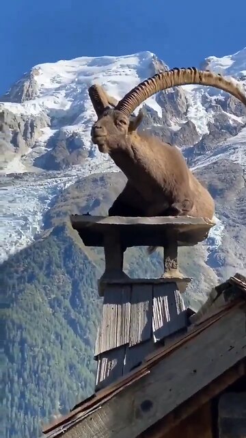 I don't know how this Ibex got there but it looks majestic af!