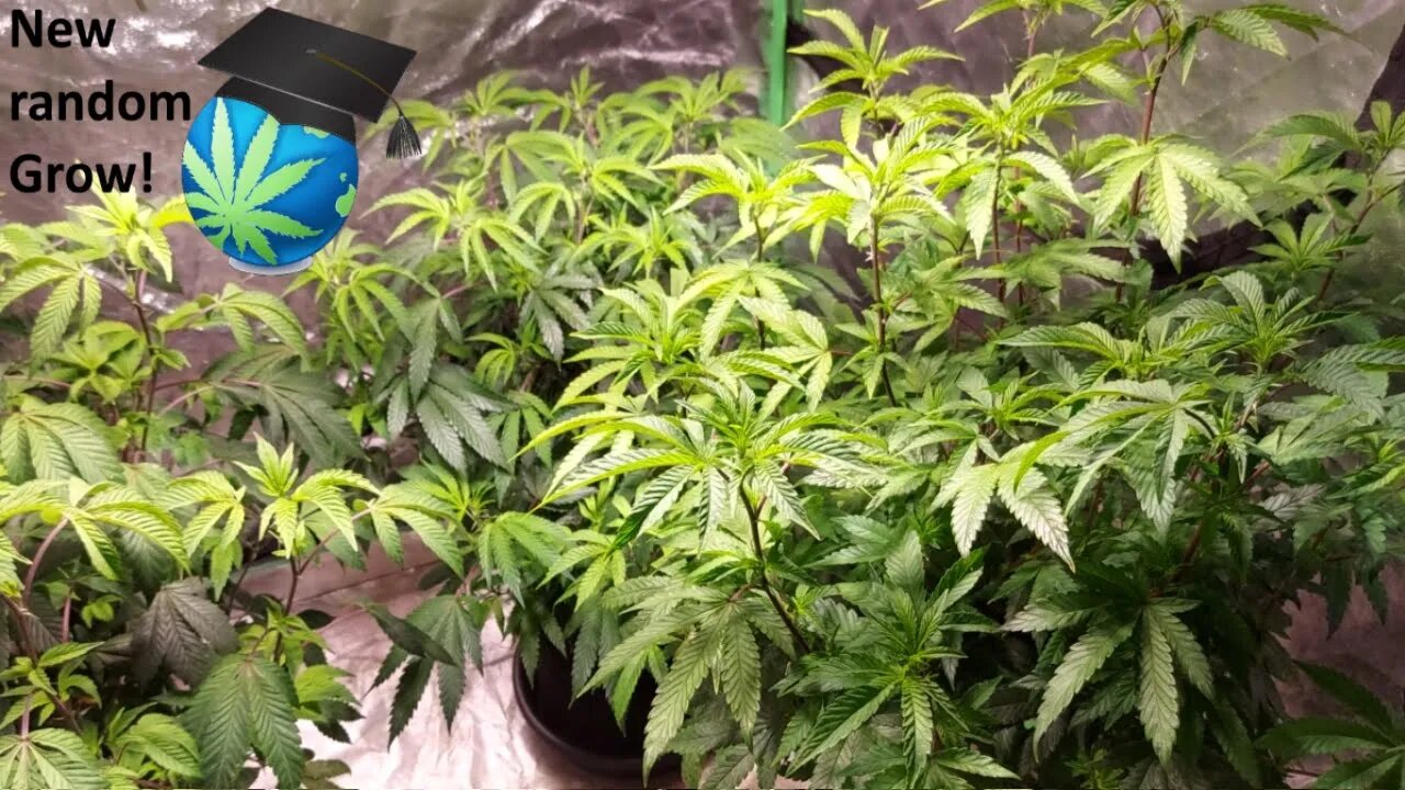 New Light & 3 Great Strains?? Let us GROW! Ft. All New SolarXtreme® 500