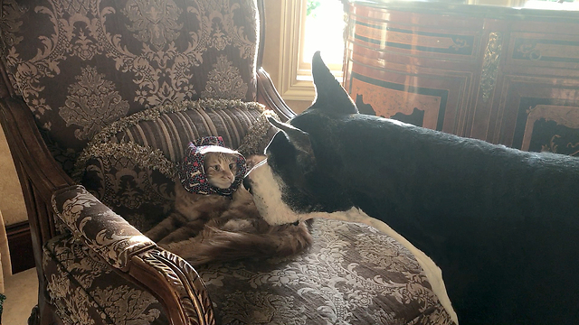 Funny Great Danes play with Cat in a Hat