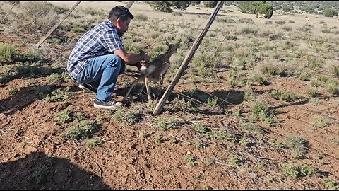 Baby pronghorn gets stuck.