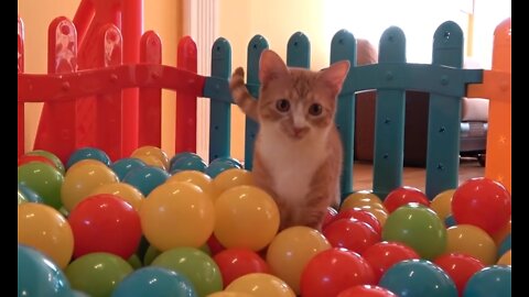 My Cat And 500 Balls in a Ball Pit