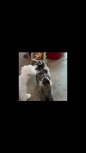 For Happy Reasons, Racoons catch soap bubbles