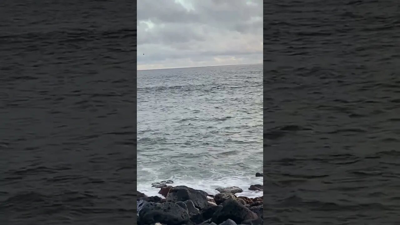 LOCAL SEAL 🦠SWIMMING IN THE COVE