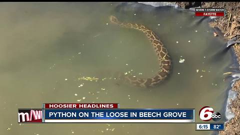 A 14-foot Burmese python is on the loose in Beech Grove